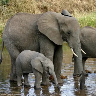 Elephant are