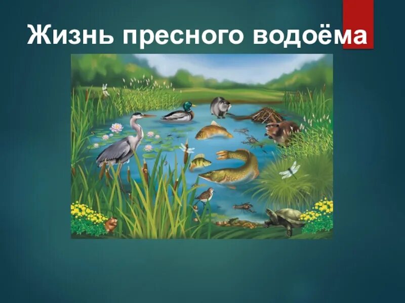 Сообщество пруда 3 класс окружающий мир
