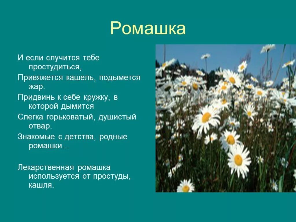 Описание ромашки. Сообщение о растении Ромашка. Доклад на тему Ромашка. Доклад про ромашку. Текст описание растения ромашки в научном стиле