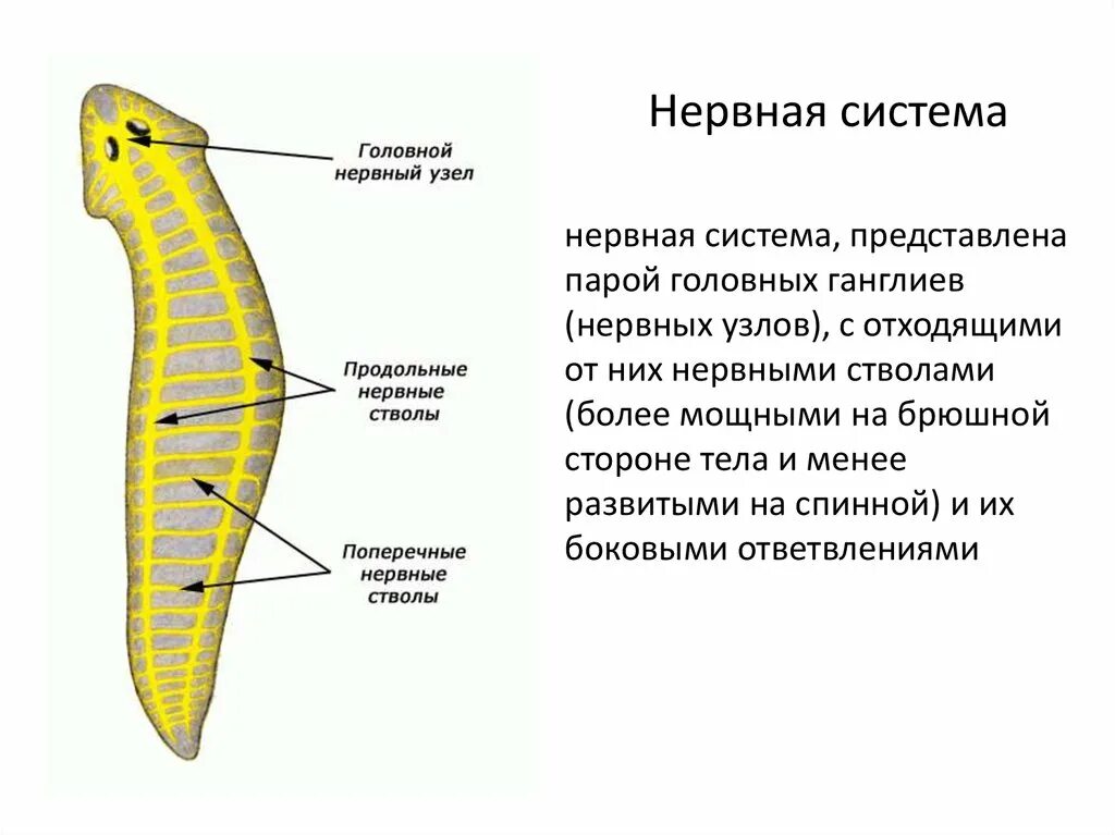 Нервная система плоских червей. Нервная система лестничного типа у плоских червей. Ресничный червь нервная система. Плоские черви строение нервной системы.