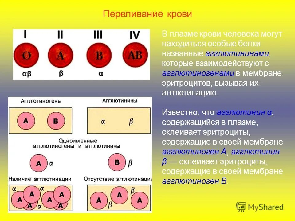 Агглютинин α