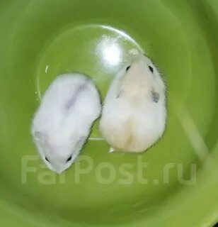 Джунгарский хомяк цвет