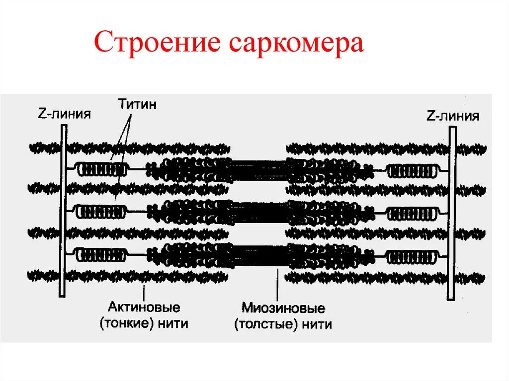 Каким номером на рисунке обозначена миофибрилла. Саркомер гистология. Структура саркомера физиология. Саркомера строение саркомера. Структура саркомера биохимия.