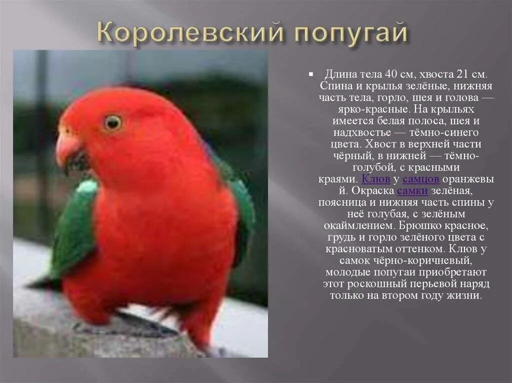 К какому классу относят исчезающих попугаев