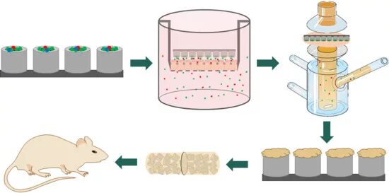 Культуры in vitro и in vivo. In vivo и in vitro что это такое. Размножение in vivo. Механизмы выявления сенсибилизации in vivo и in vitro. Исследования in vivo