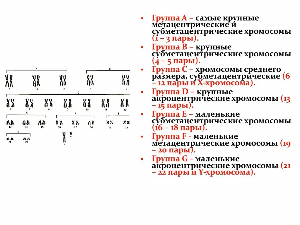 Хромосом группы d. Метацентрические хромосомы субметацентрические. Метацентрические хромосомы человека. Крупные акроцентрические хромосомы. Крупные метацентрические хромосомы.