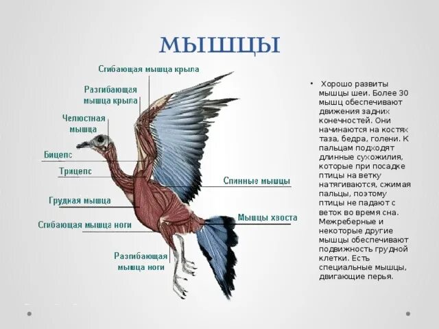 Каковы особенности мускулатуры птиц. Мышечная система птиц. Мышечное строение птицы. Класс птицы мышечная система. Опорно двигательная система птиц мускулатура.