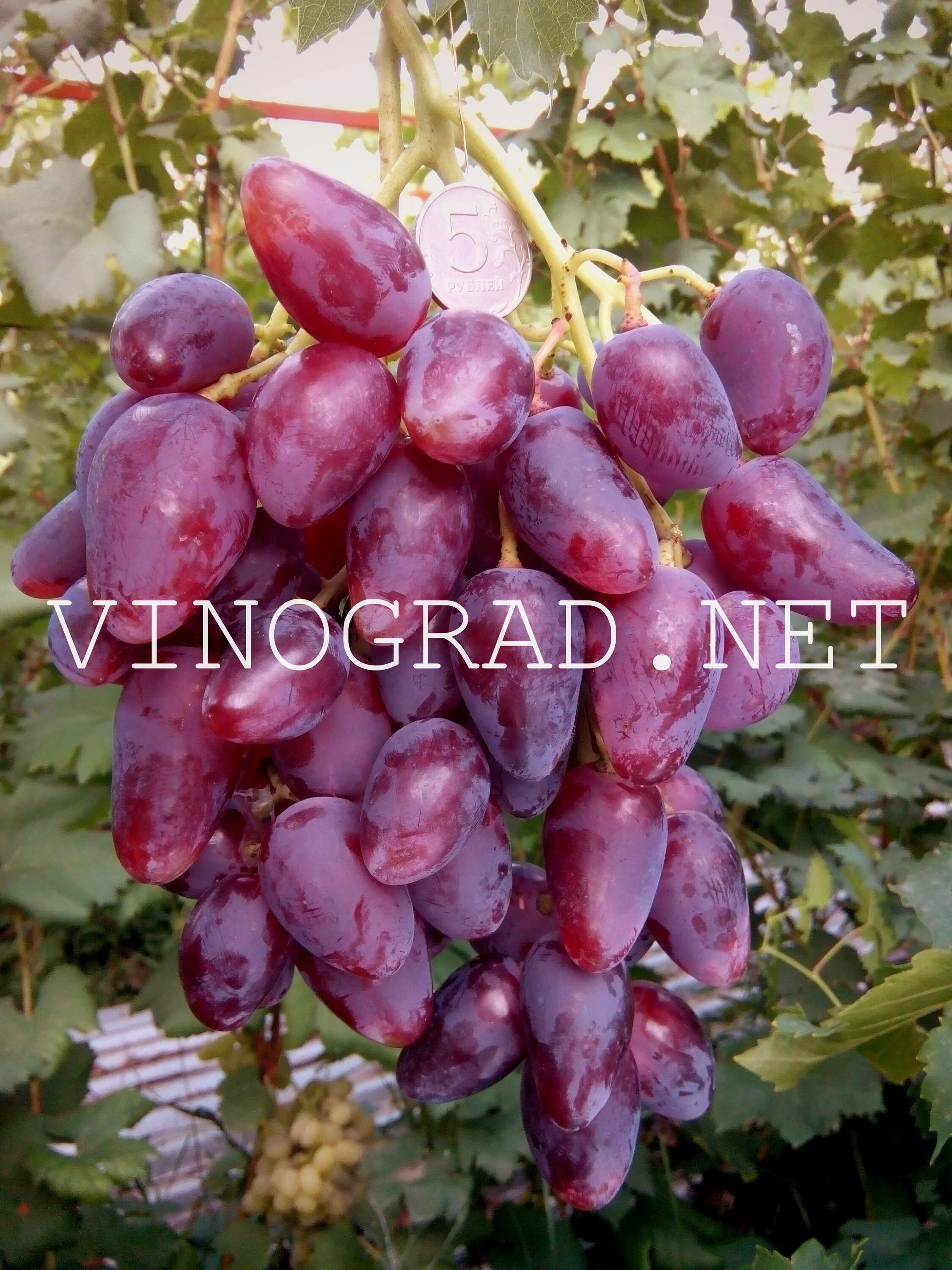 Сорт дубовский розовый фото Виноград Дубовский розовый Facebook sign up, Grapes