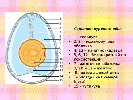 Подскорлуповая оболочка строение