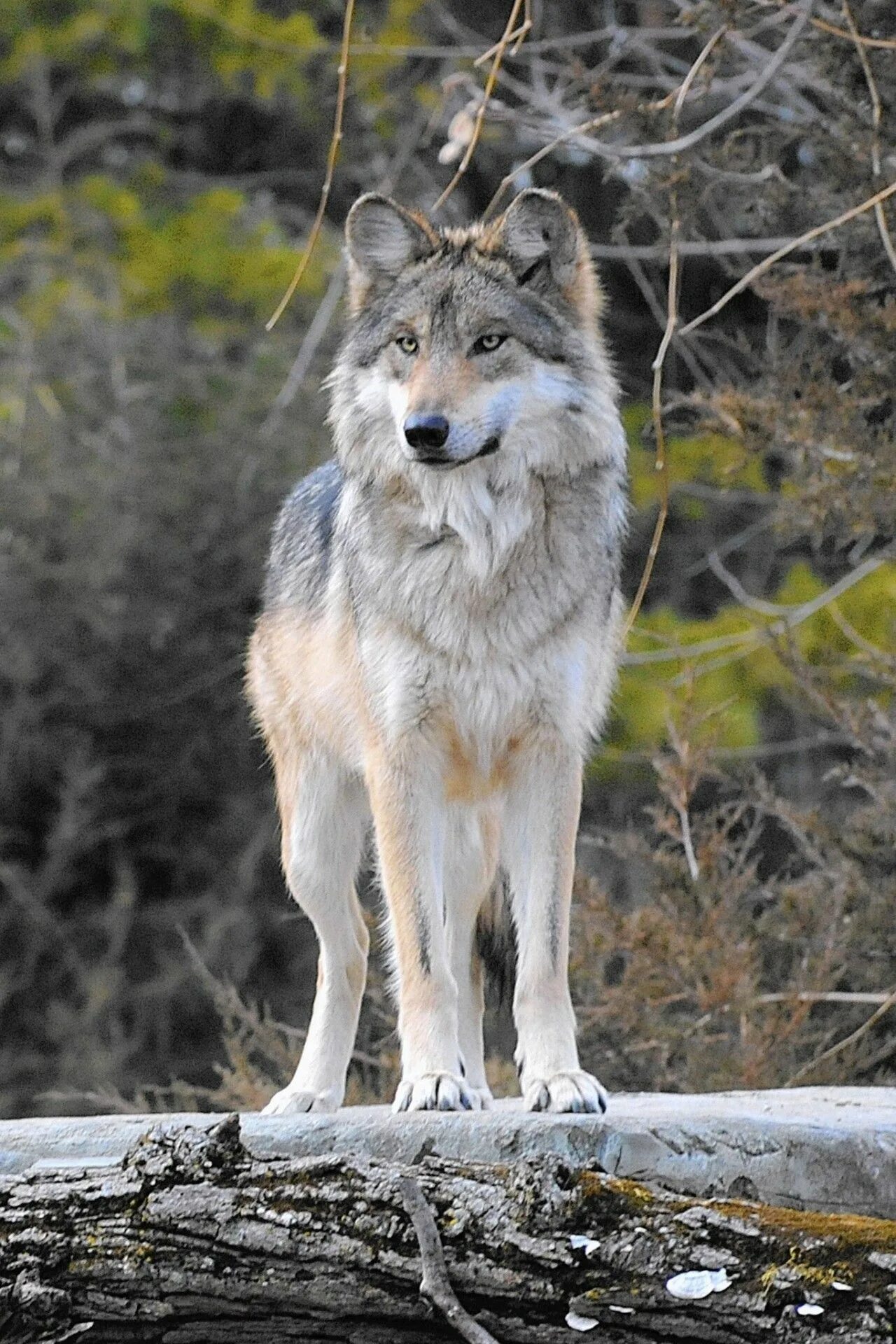 Волк canis Lupus. Среднерусский Лесной волк. Макензенский волк. Волк серый обыкновенный.