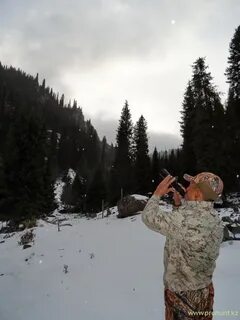 Охота на вабу на волка