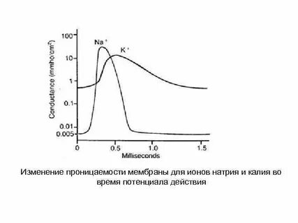 Потенциал натрия
