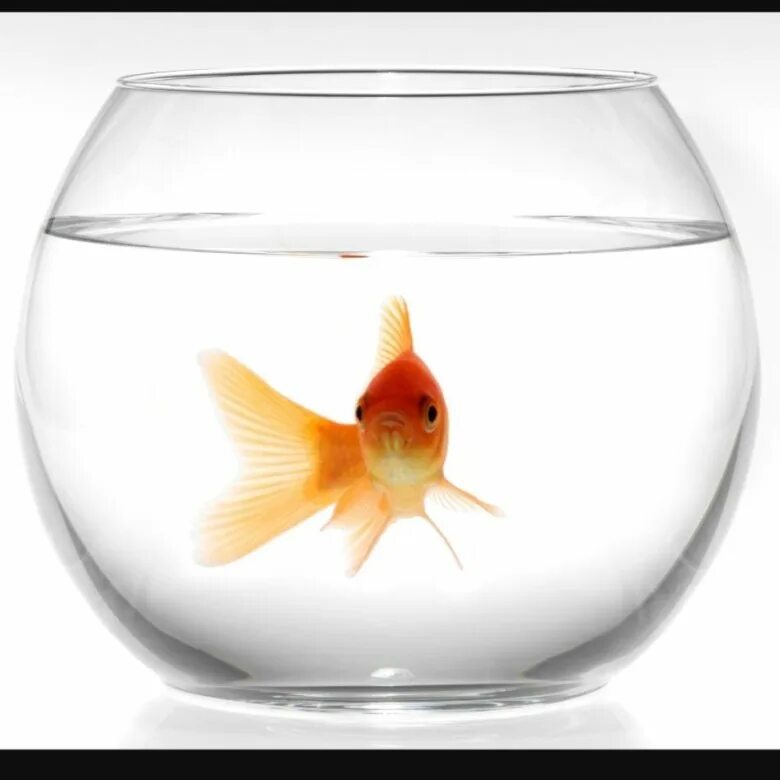 Круглый аквариум с рыбками. Рыбки для маленького аквариума. Fish tank. Fluval моховые шарики. Акваскейп в круглом аквариуме.