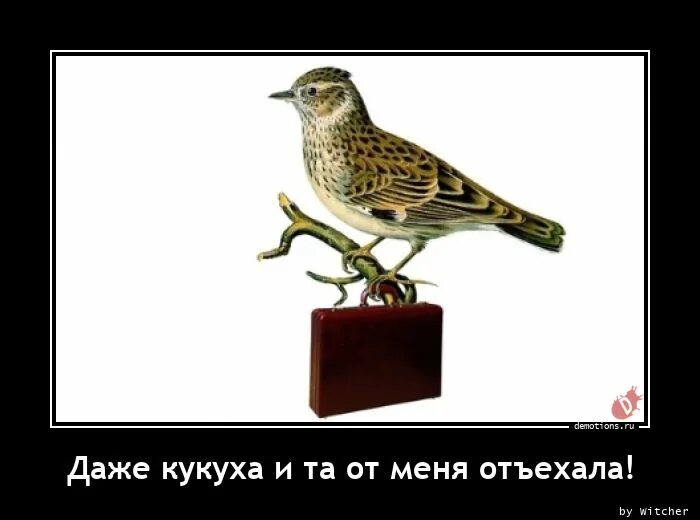 Кукуха едет. Поплыла кукуха будь слушать. Кукушка демотиватор. Кукуха едет мем. Поплыла кукуха будь слушать.