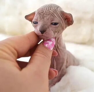 Маленькие котята сфинкс