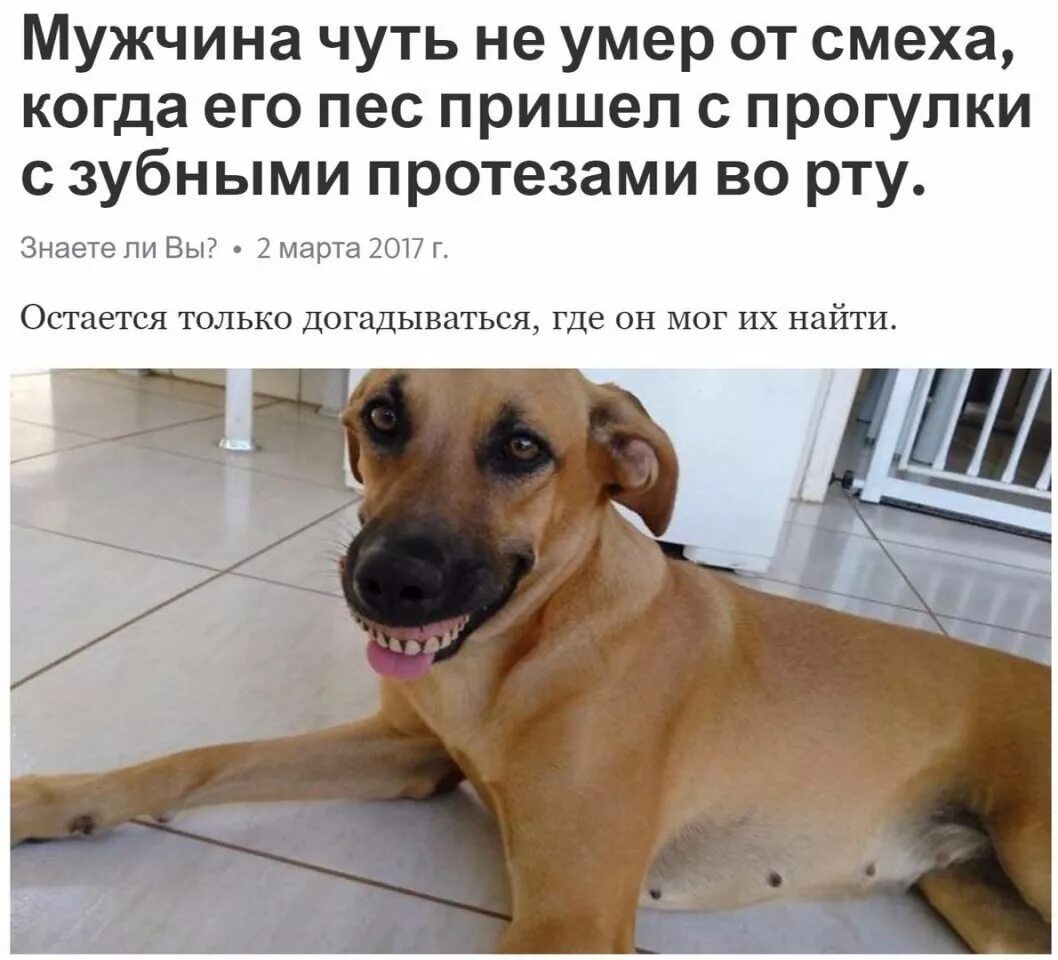 Собака не уважает. Прийти пес. Анекдоты про спящего собаку. Про собаку которая приходила поспать. Спасти животных в приютах.