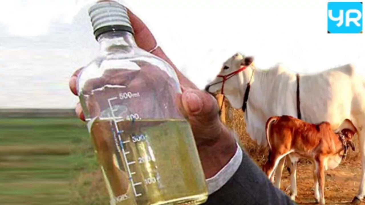 Пьет мочу коровы. Умываются коровьей мочой. Священная корова. Коровья моча в сигаретах. Пьет мочу коровы.