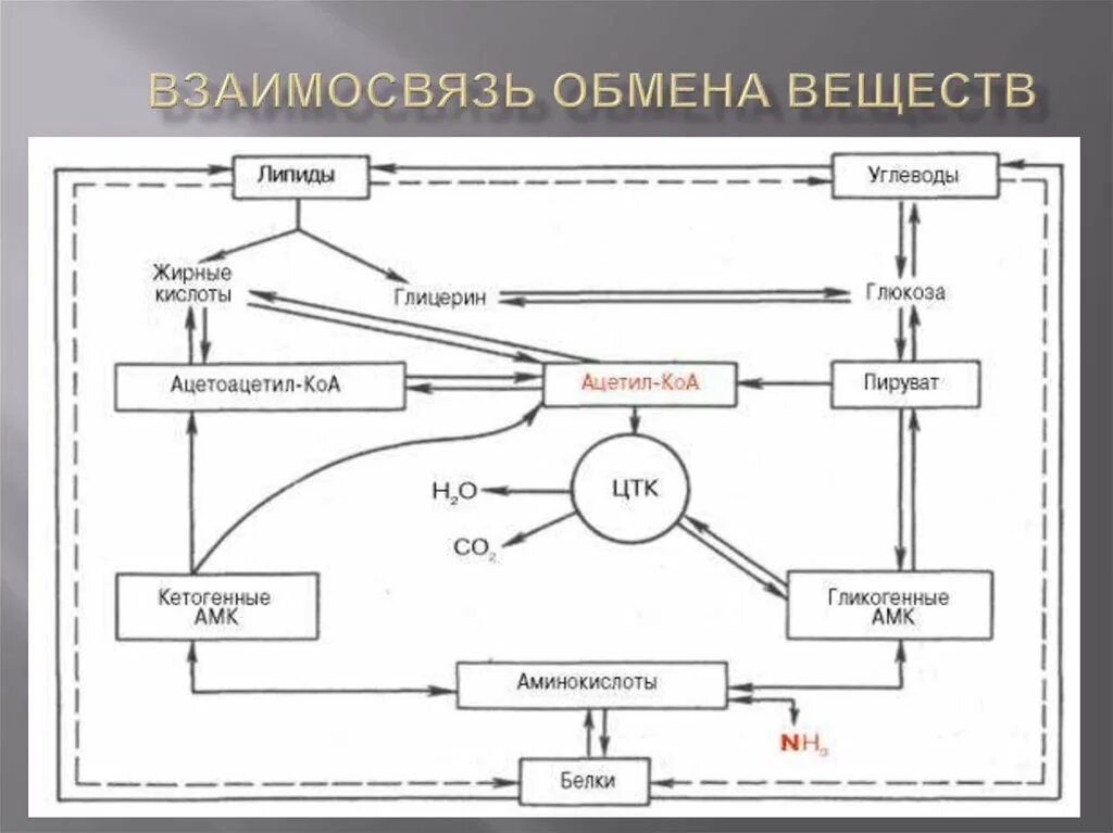 2 составляющие обмена веществ. Взаимосвязь обмена веществ и энергии биохимия. взаимосвязь обмена веществ и обмена энергии. процесс метаболизма схема. взаимосвязь и регуляция обмена веществ биохимия.