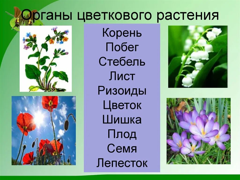 Цветковые растения включают два класса. Органы цветковых растений. Растения для презентации. Интересные цветковые растения. Факты о цветковых растениях.