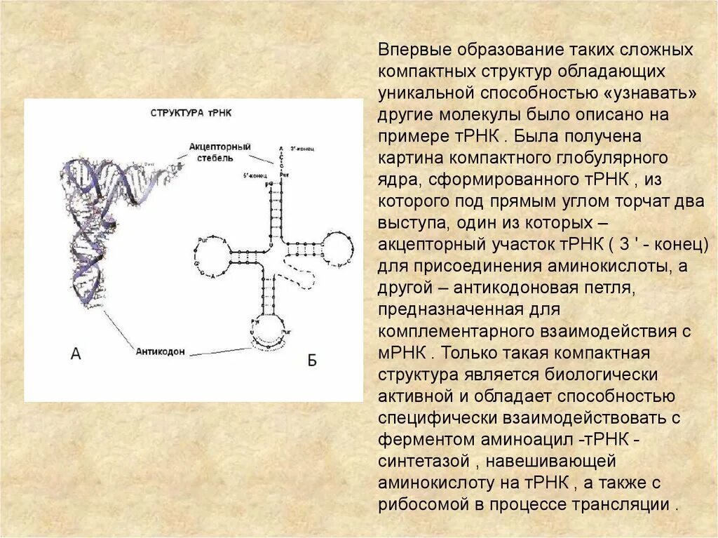 Аминоацил ТРНК строение. Образование аминоацил-ТРНК. Аминоацил-ТРНК-синтетаза строение. Синтез аминоацил-ТРНК.