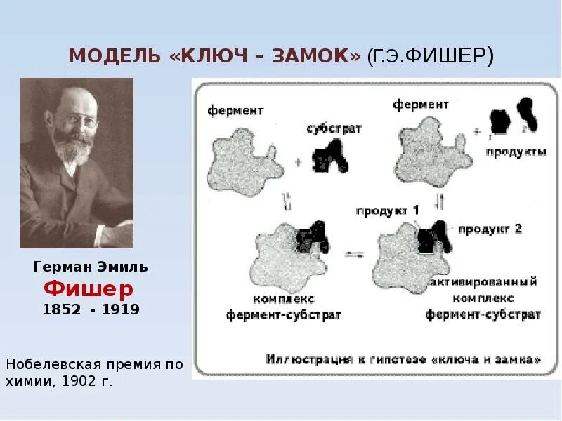 Модель ключ замок. Ключ замок ферменты. Модель Фишера ферменты.