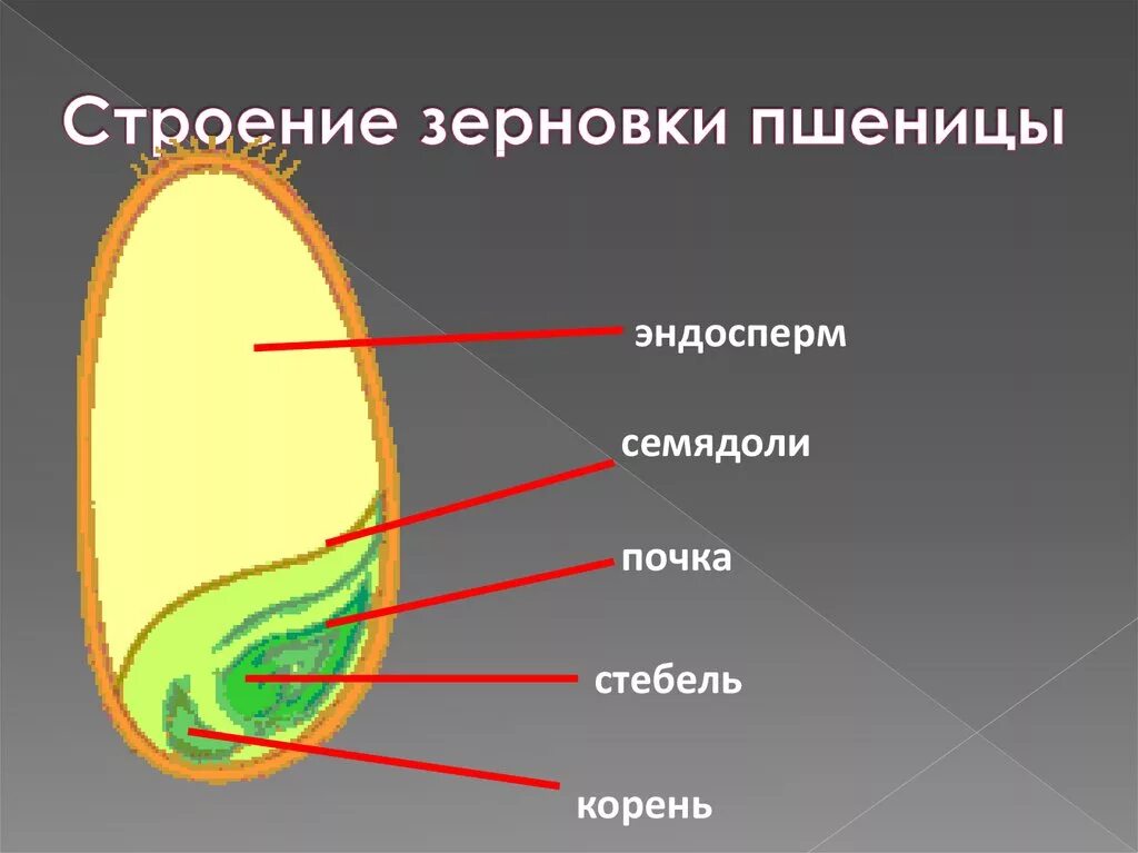 Строение семян однодольных растений Зерновка пшеницы. Строения семя пшеницы что такое эндосперм. Строение семени зерновки пшеницы. Строение зародыша зерновки.