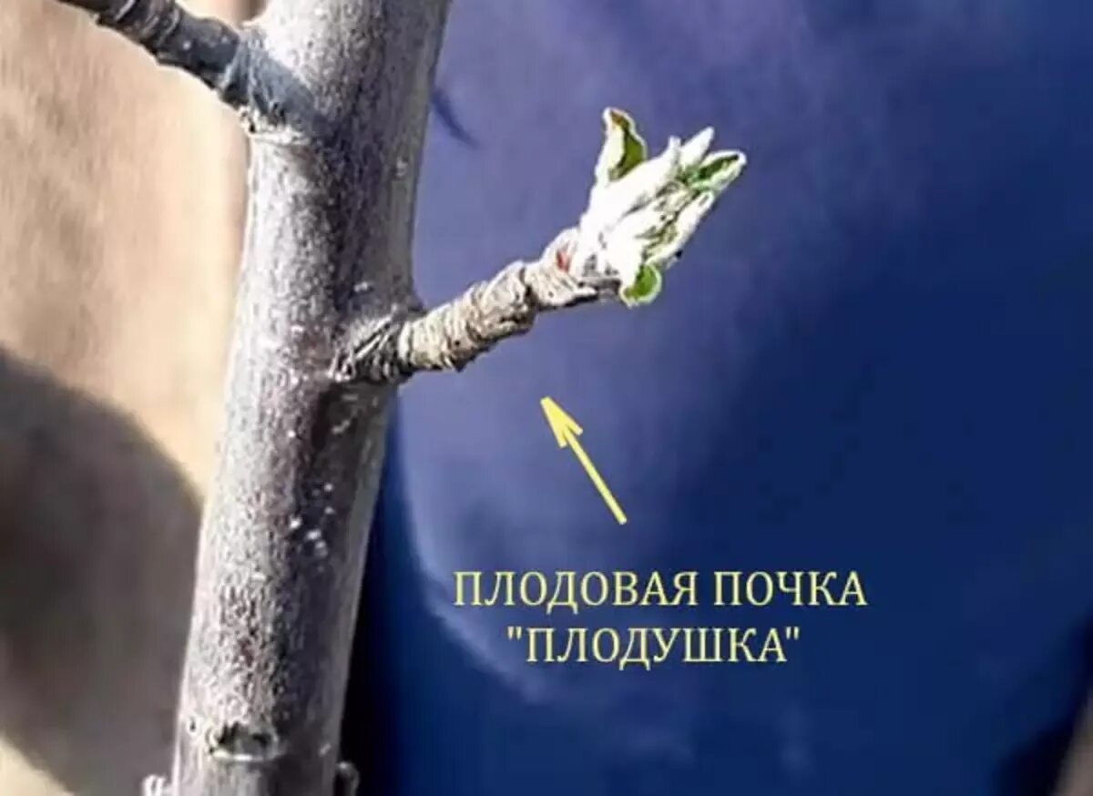 Плодовый прутик на яблоне. Распускание почек вишня. Плодовые почки на груше. Плодушки на груше. Плодовые почки на яблоне.