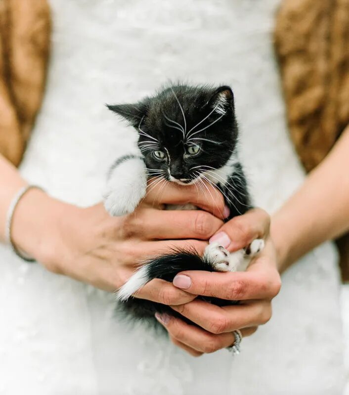 Свадебные коты. Кошки в свадебных нарядах. Кот невеста. Фотосессия с кошкой.