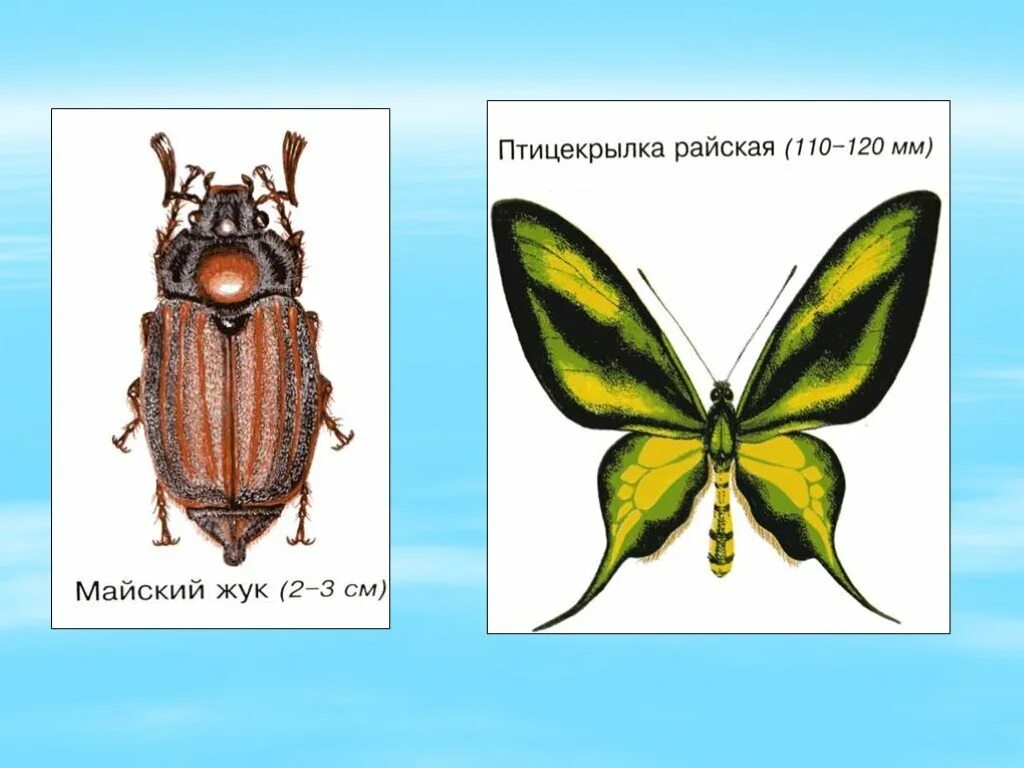 Жуки окружающий мир 1 класс. Жуки и бабочки. Сравнение Жуков и бабочек. Майский Жук и бабочка.