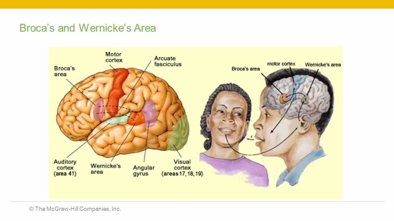 Brain area