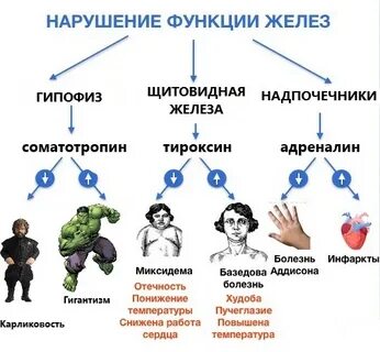 Тироксин гормоны роста