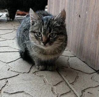 Кошка привела кошку в дом