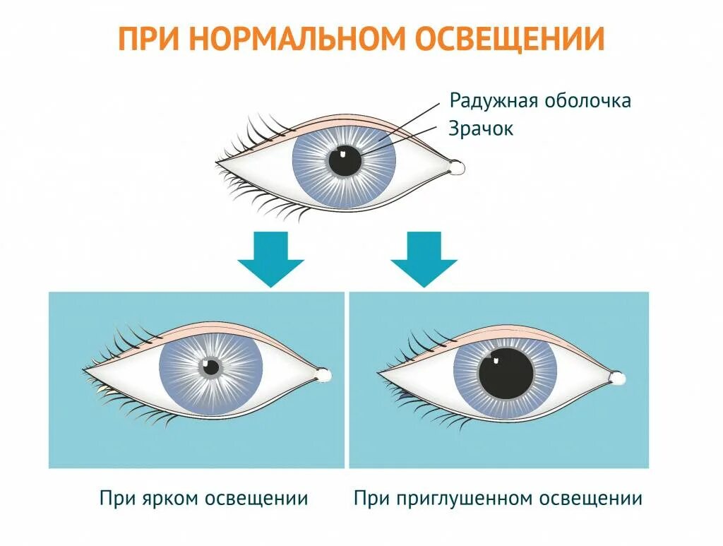 Расширение зрачка какой отдел. Расширение и сужение зрачка рефлекс. Сужение и расширение зрачка на свету. Рефлекс сужения зрачка.