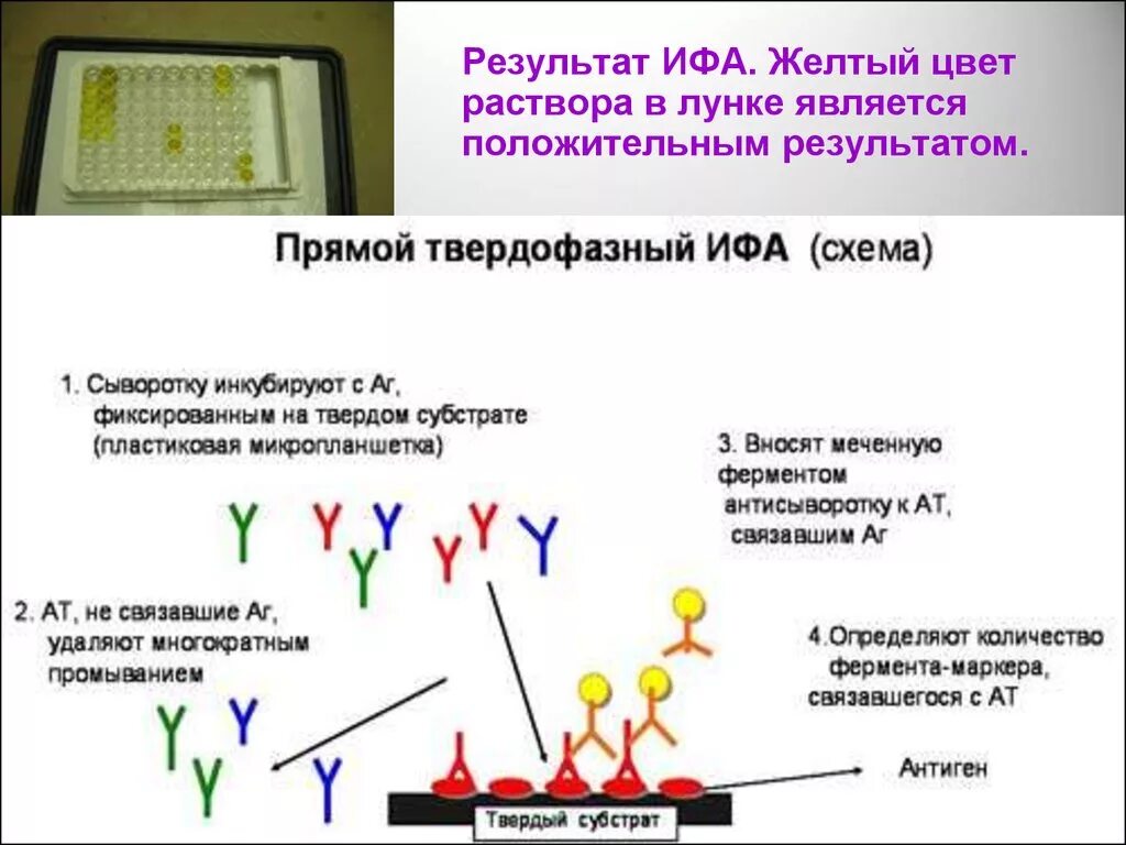 Иммуноферментный анализ тест. Схему протекания твердофазного ИФА для серодиагностики. Реакция иммуноферментного анализа (ИФА).. Иммуноферментный анализ прямой и непрямой. Схема твердофазной ИФА.