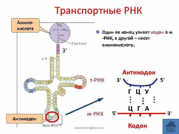 Антикодон транспортной РНК соответствующий кодону. Центральная петля ТРНК. Структура транспортной РНК. Функциональный участок транспортной РНК.