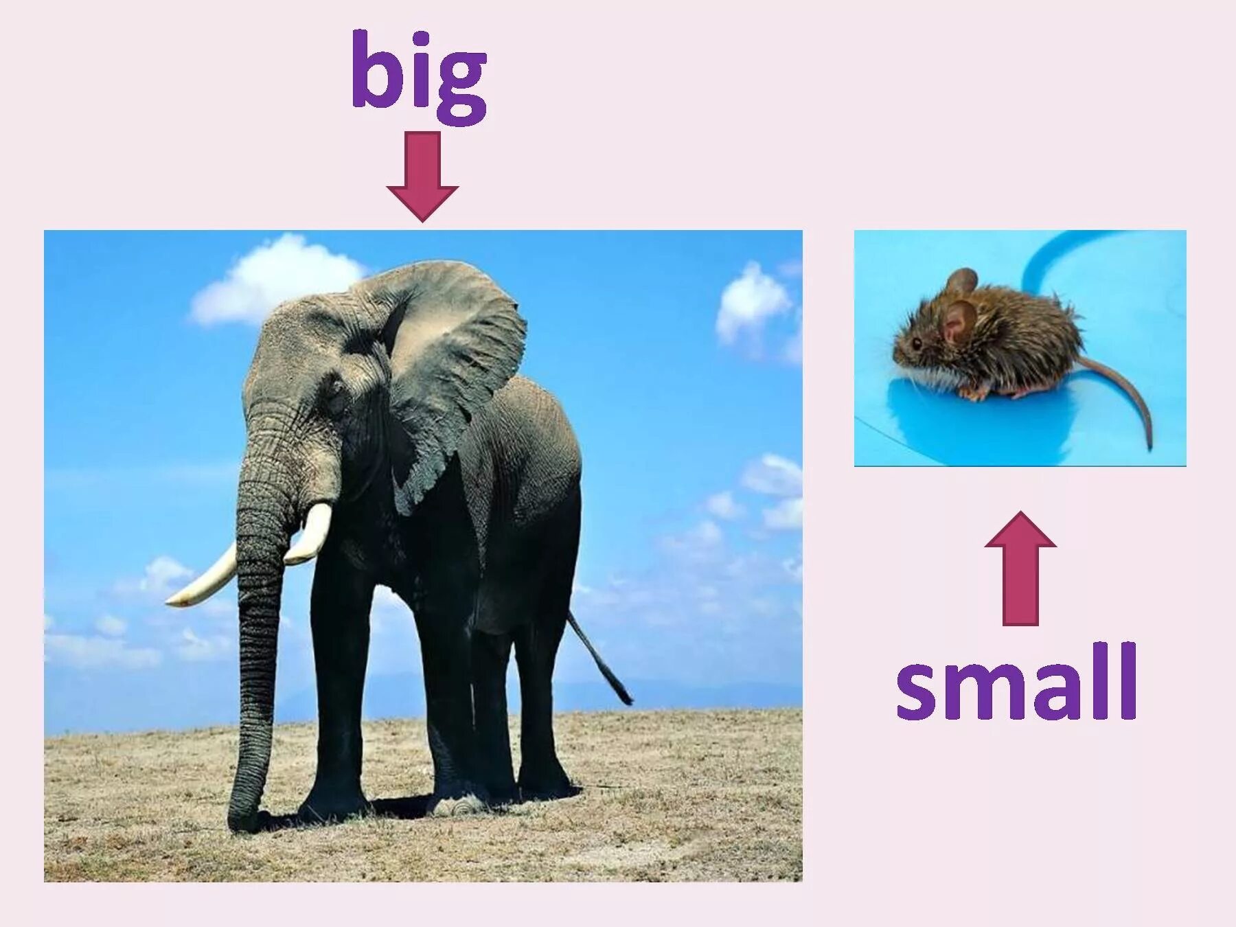 Карточки big small. Презентация big small. Big small для детей. Big small картинки для детей.