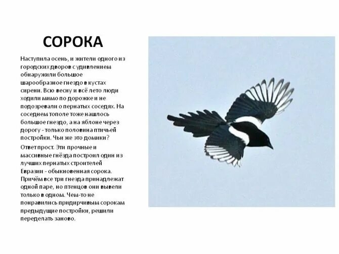 Сколько живут сороки. Сорока приметы. Сороки прилетели. Примета прилетела сорока. К чему прилетает сорока.