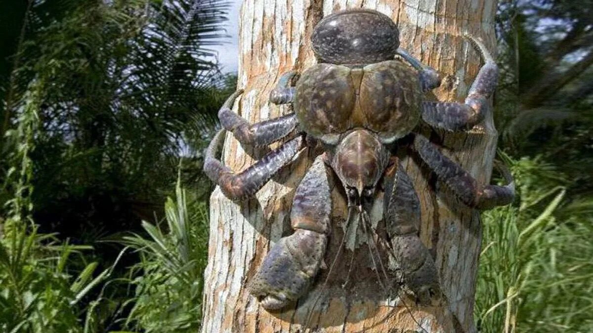Пальмовый краб. Birgus latro. краб пальмовый вор. пальмовый вор кокосовый краб. ракообразные пальмовый вор.