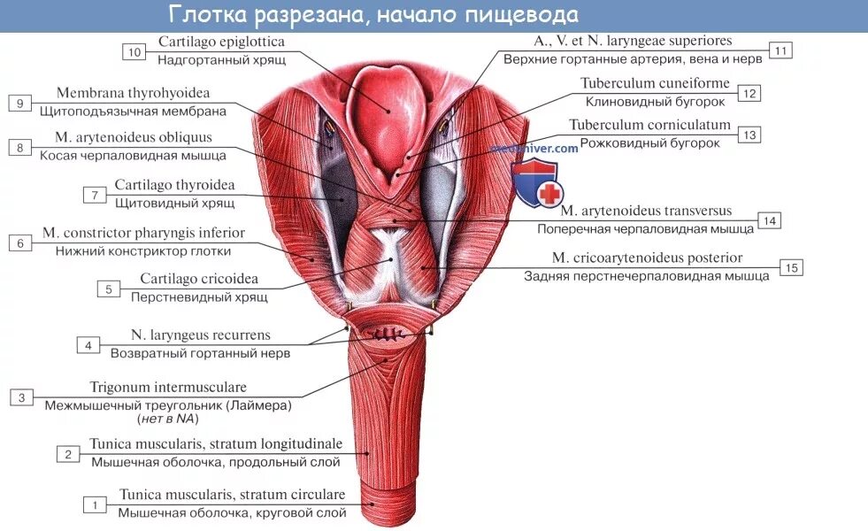 Строение стенки глотки анатомия оболочки. Глотка строение анатомия латинский. Верхняя мышца констриктор глотки. Глотка слои