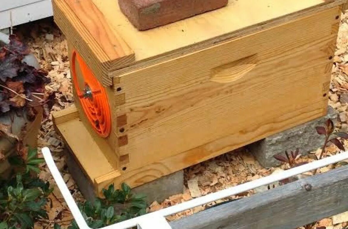 Plan bee. Ульи пасека во дворе. Оригинальный пчелиный домик. Пчелиный домик Крым. Как покрасить пчелиные домики.