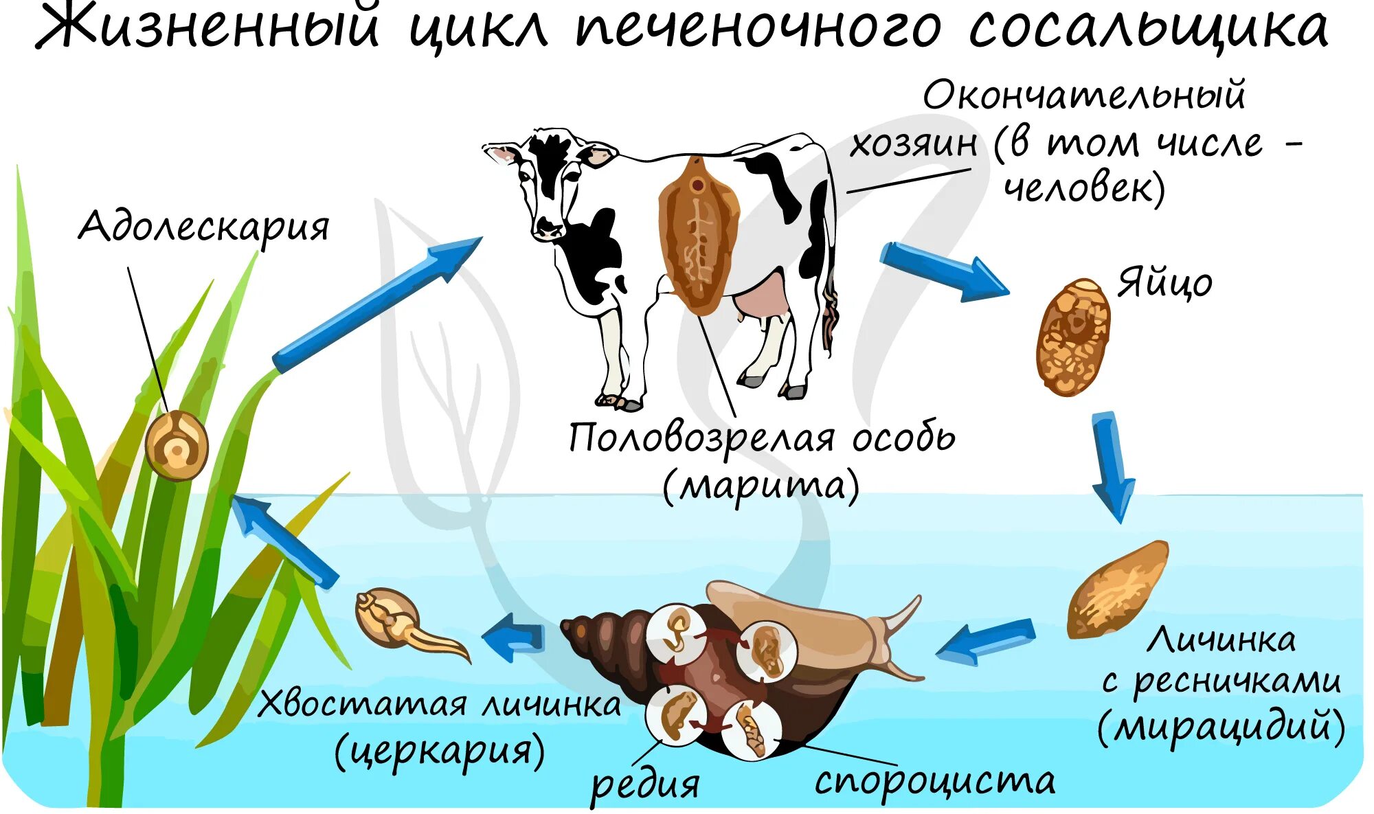 Схема жизненного цикла печеночного сосальщика. Жизненный цикл сосальщиков схема. Стадии жизненного цикла печеночного сосальщика. Жизненные циклы сосальщиков червей схемы. Цикл развития червей сосальщиков