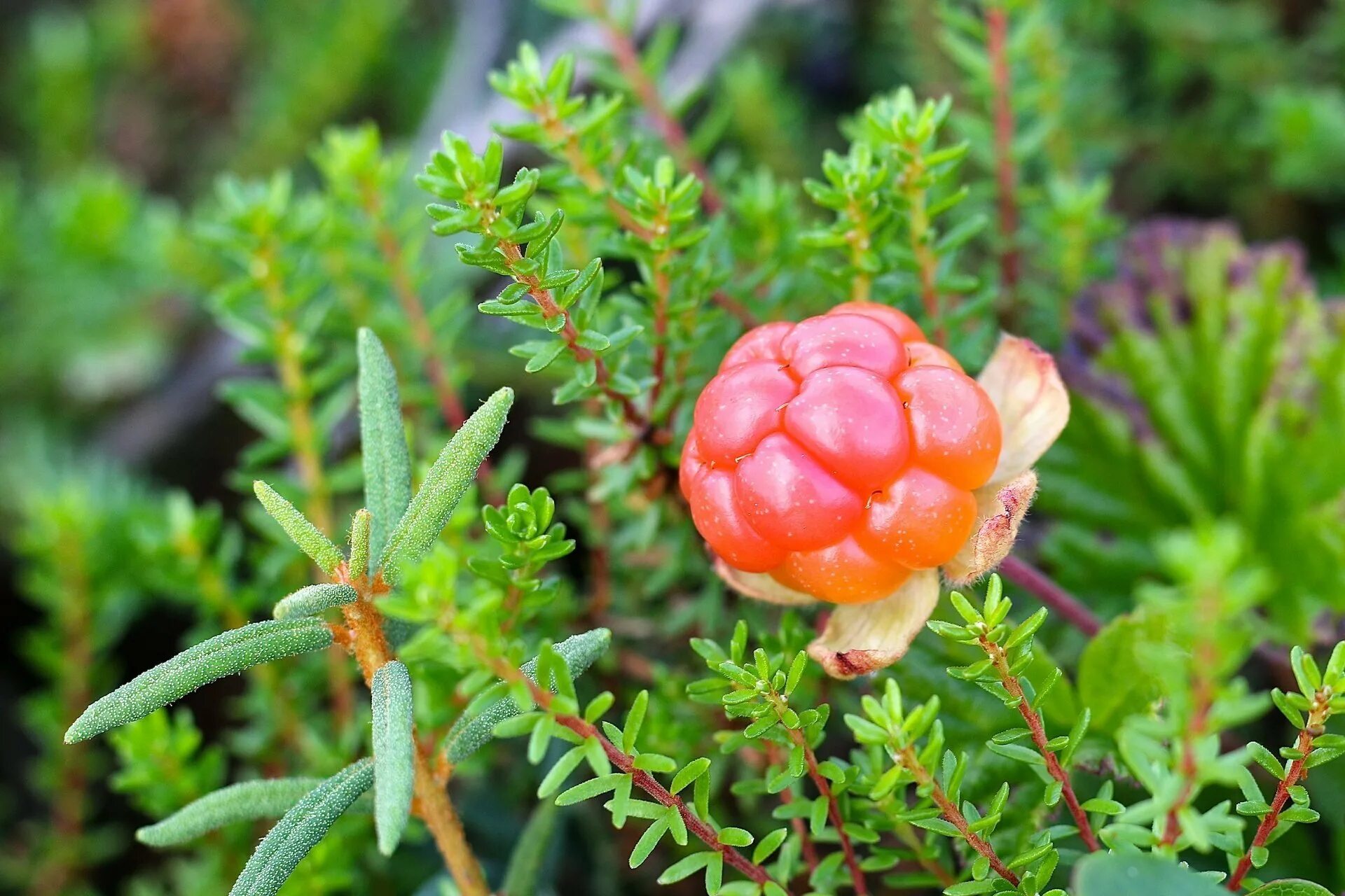 Морошка (Rubus chamaemorus). Морошка в тундре. Морошка Северная Тундровая ягода. Растения тундры Морошка.