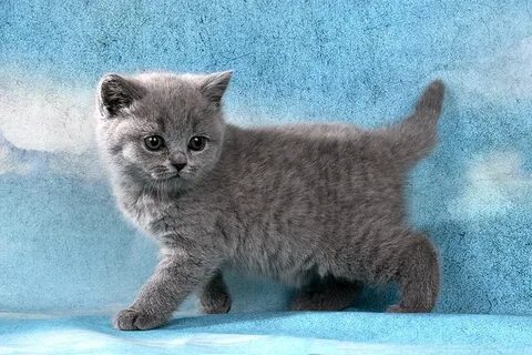 Котята британской породы