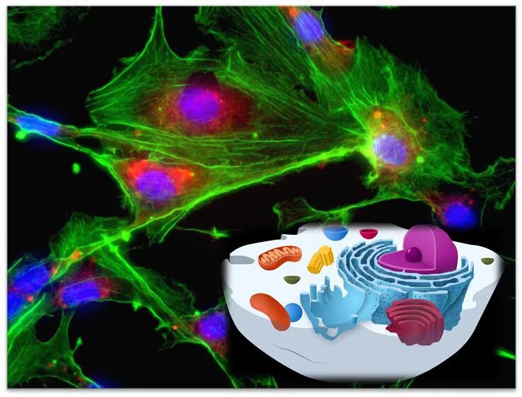 Клетка организма. Клетка биология. Цитология. Живая клетка. Науки биологии цитология