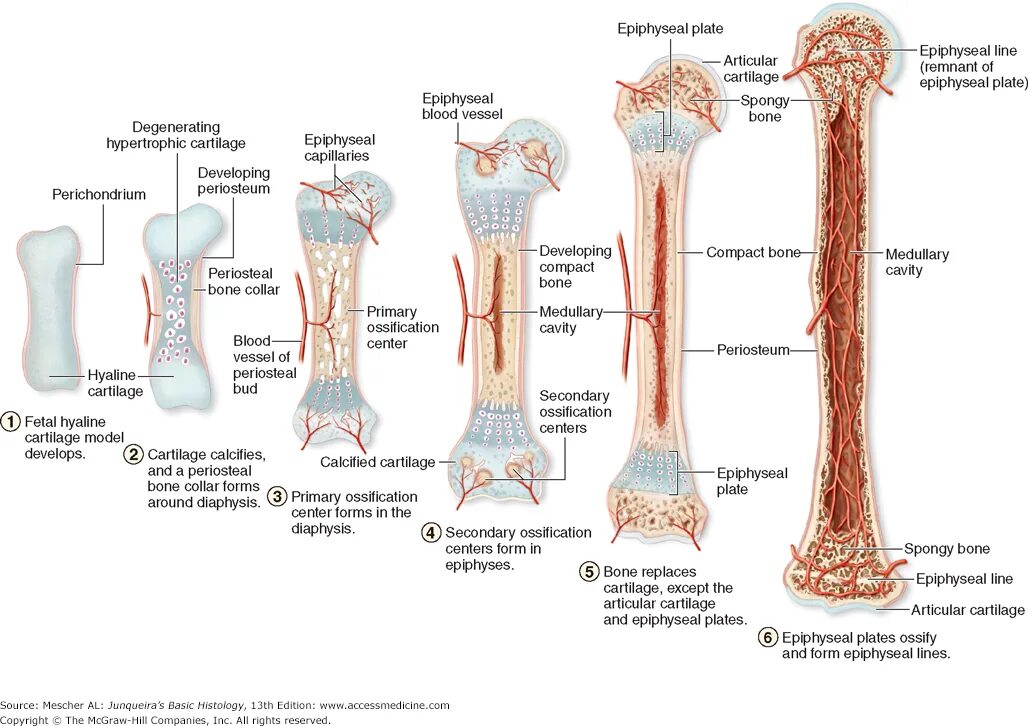6 трубчатых костей. Непрямой остеогенез трубчатой кости схема. Остеогенез трубчатой кости. Непрямой остеогенез гистология схема. Стадии развития длинной трубчатой кости.