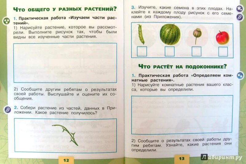 Темы по окружающему миру 1 класс плешаков. Окружающий мир 1 класс Плешаков части растений. Практическое задание по окружающему миру 1 класс. Окружающий мир в первом классе. Заданияя по окружающему мит.