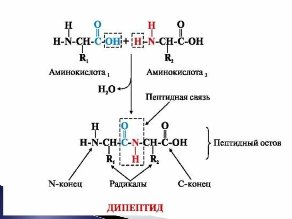 Образование полипептидной связи. Образование пептидной связи между аминокислотами схема. Пептидная связь между двумя аминокислотами. Пептидная связь между аминокислотами образуется. Аминокислоты схема образования пептидной связи.