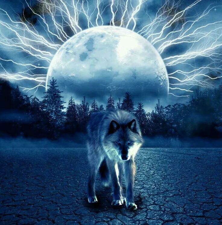 Волк и Луна. Мистические волки. Одинокий волк. Лунные волки.