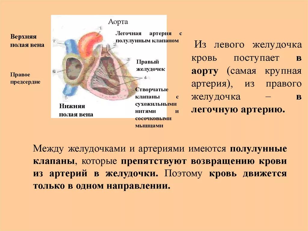 Какая кровь в левом желудочке сердца. Кровь из левого желудочка поступает:. Кровь из правого желудочка поступает. Кровь в аорту поступает из. Из желудочков кровь поступает в.