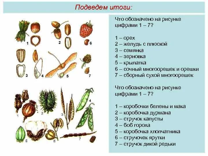 Задания по теме плоды. Многосемянка и многоорешек. плоды сухие зерновка коробочка. плоды растений задания. виды семян растений.